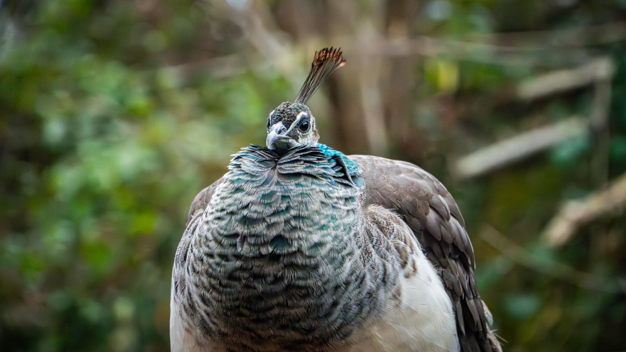 Märchenzoo in Ratingen besuchen