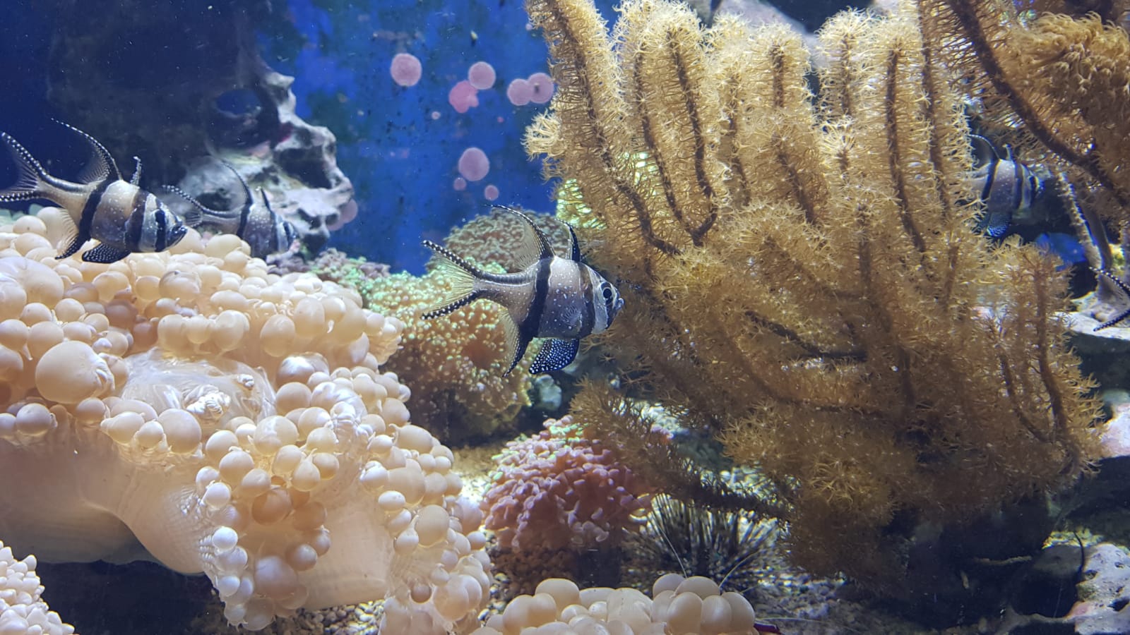 Aquazoo Löbbecke Museum Düsseldorf mit Besuchern