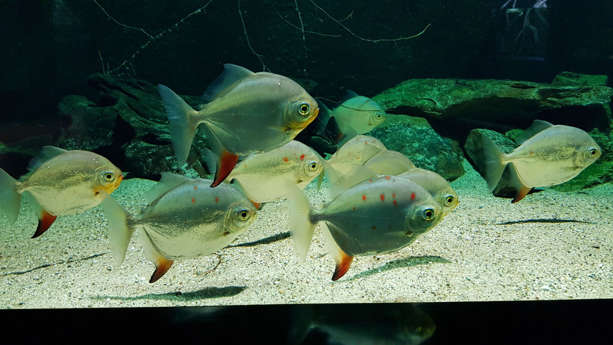 Familien und Kinder erkunden die Ausstellung im Aquazoo Löbbecke Museum Düsseldorf