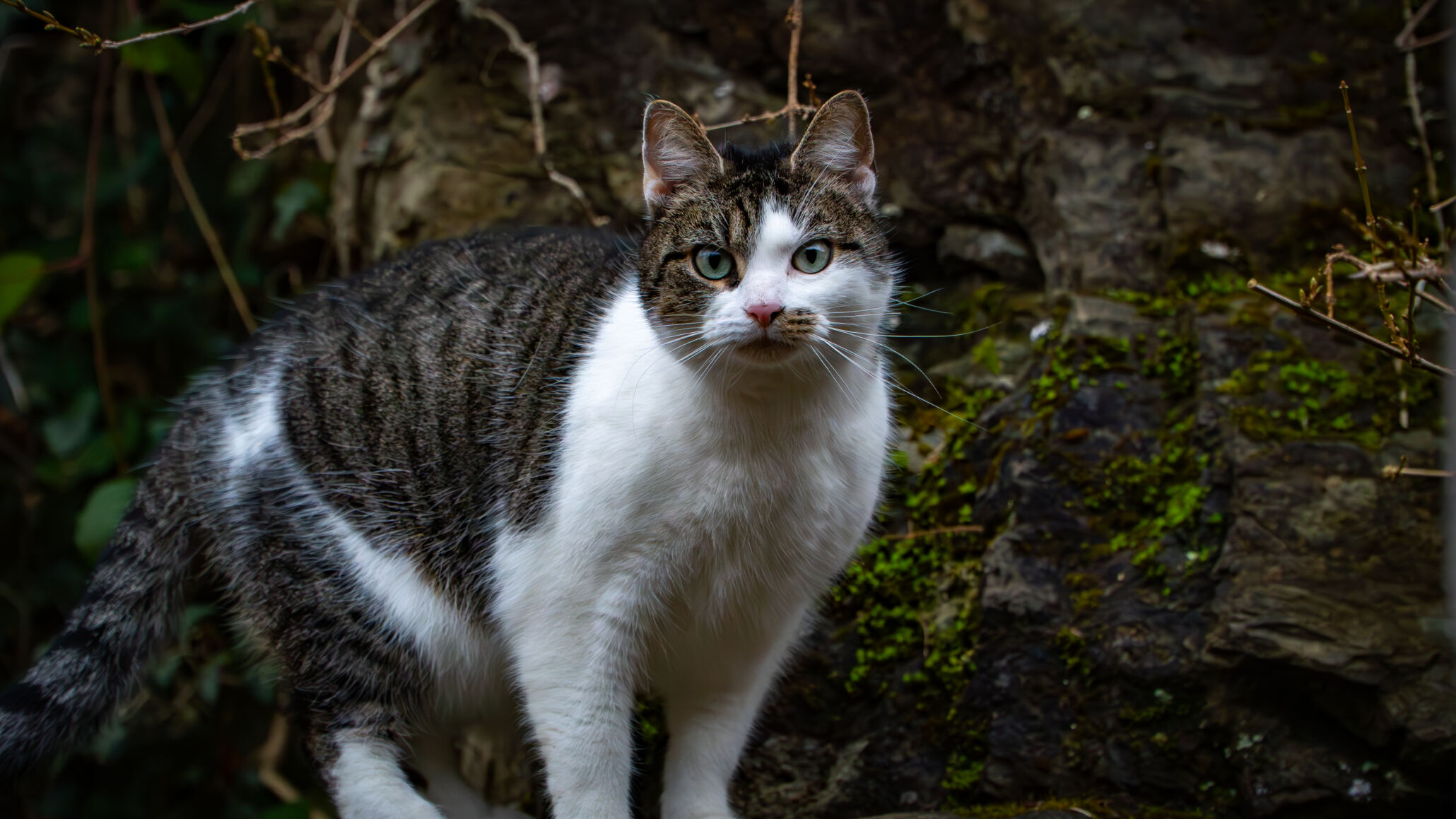 katze-im-märchenzoo-ratingen