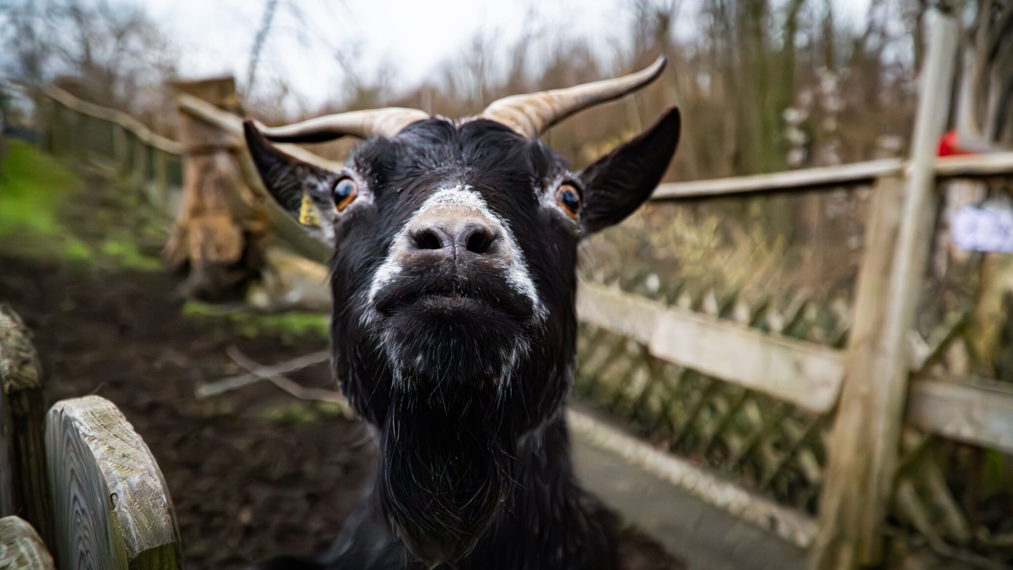 ziege Märchenzoo Ratingen