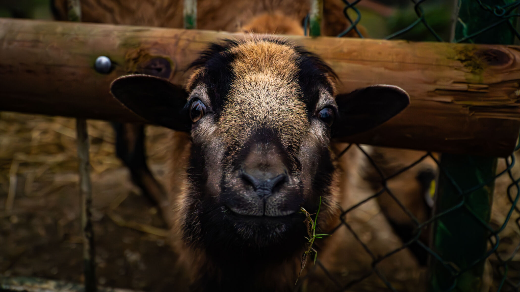 ziege im märchenzoo in ratingen